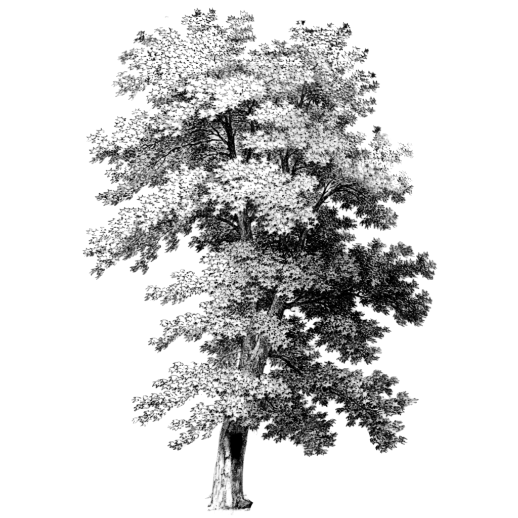 Botanical engraving of a tree