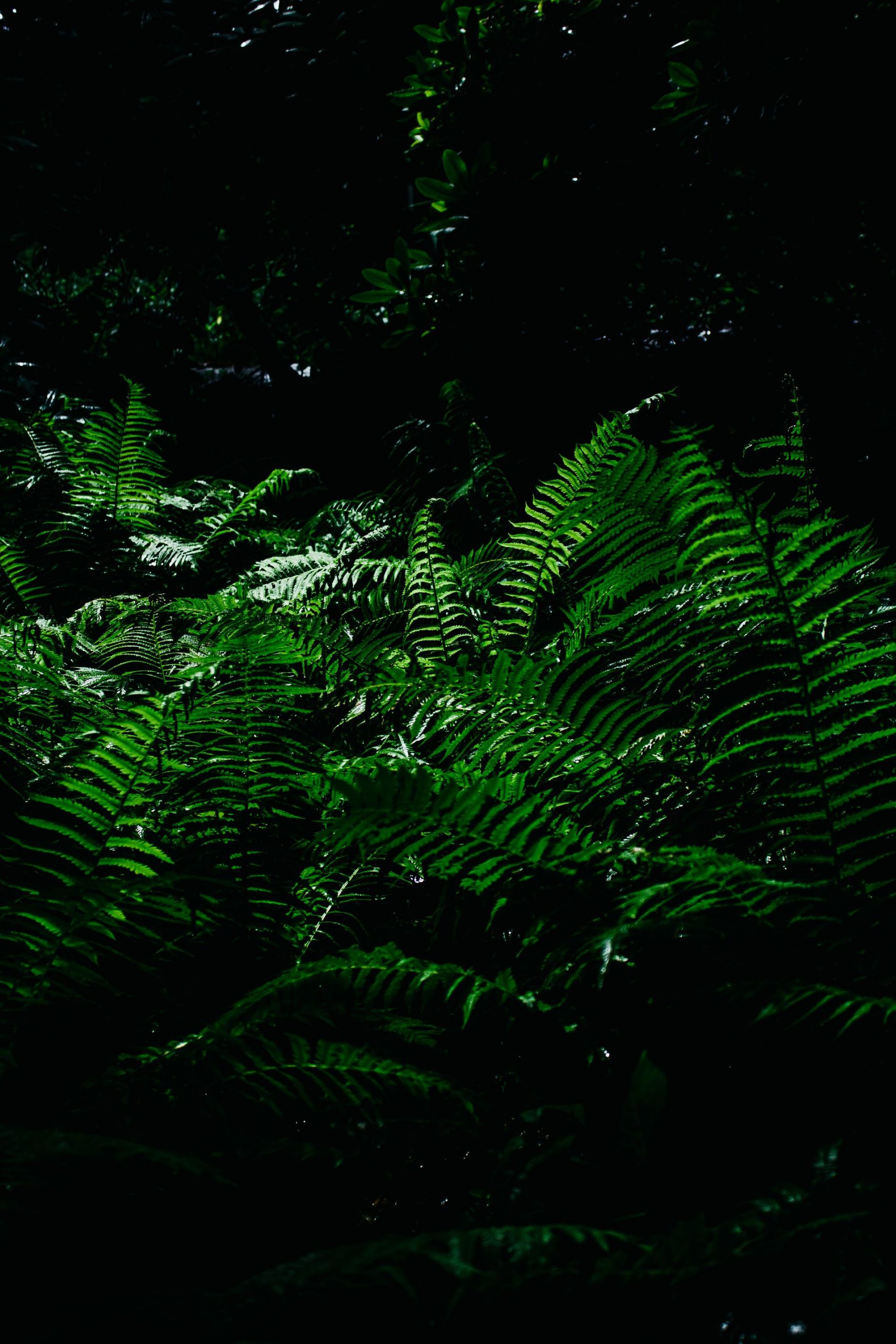 Ferns growing in the shade of a dark forest