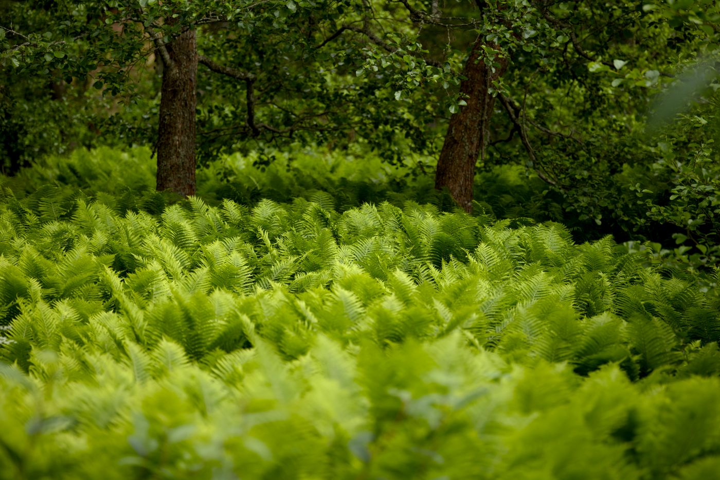 Ferns covering a sunlit forest floor beneath tall trees