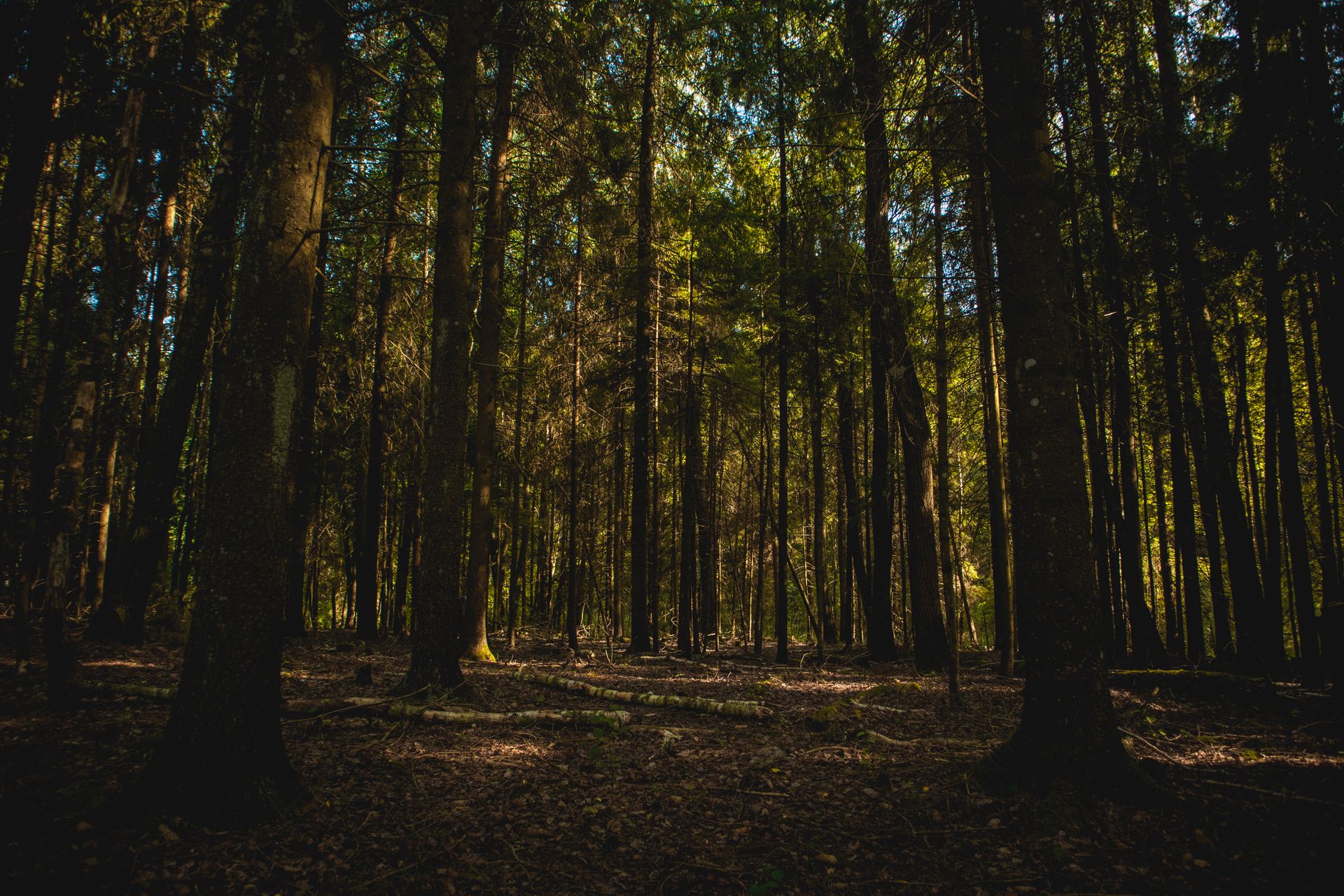 Sunlight falling between tall trees in a quiet forest